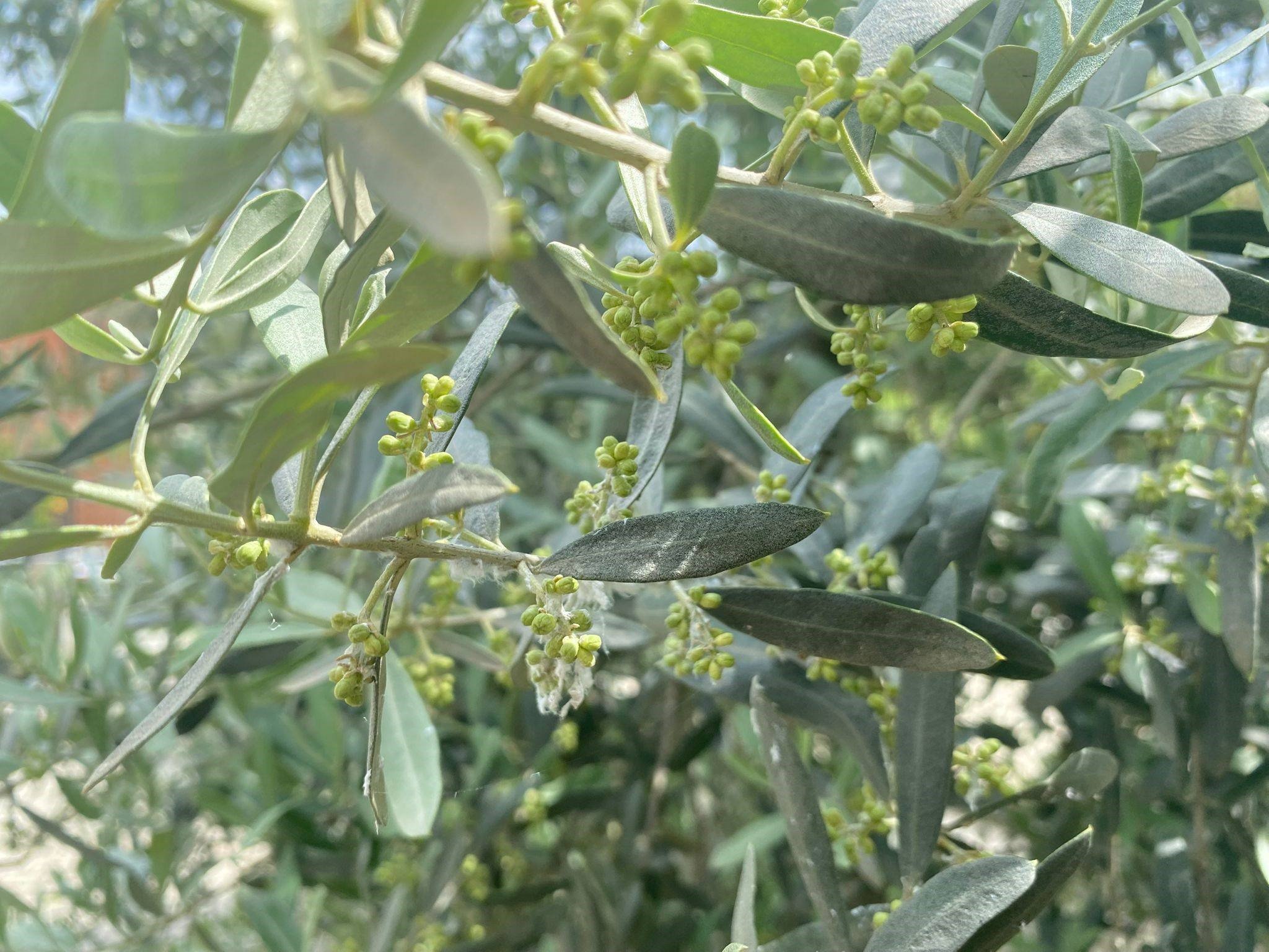 Manisa'da Zeytin Üreticilerine Kritik Uyarı! (6)