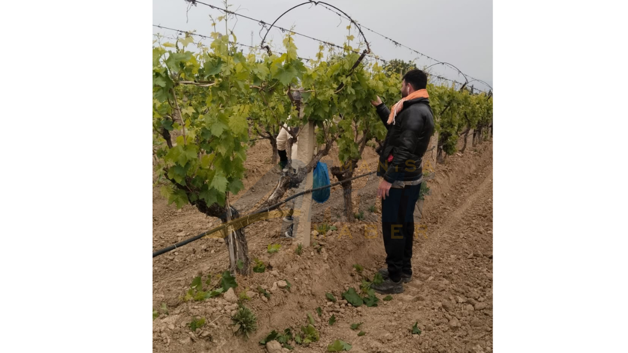 Sarıgöl'de Tarım Işçileri 1 Mayıs’ı Üreterek Kutladı (3)