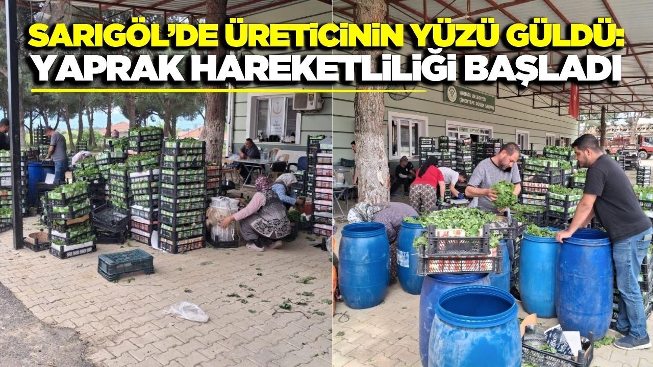 Sarıgöl’de bağ yaprağı mesaisi başladı