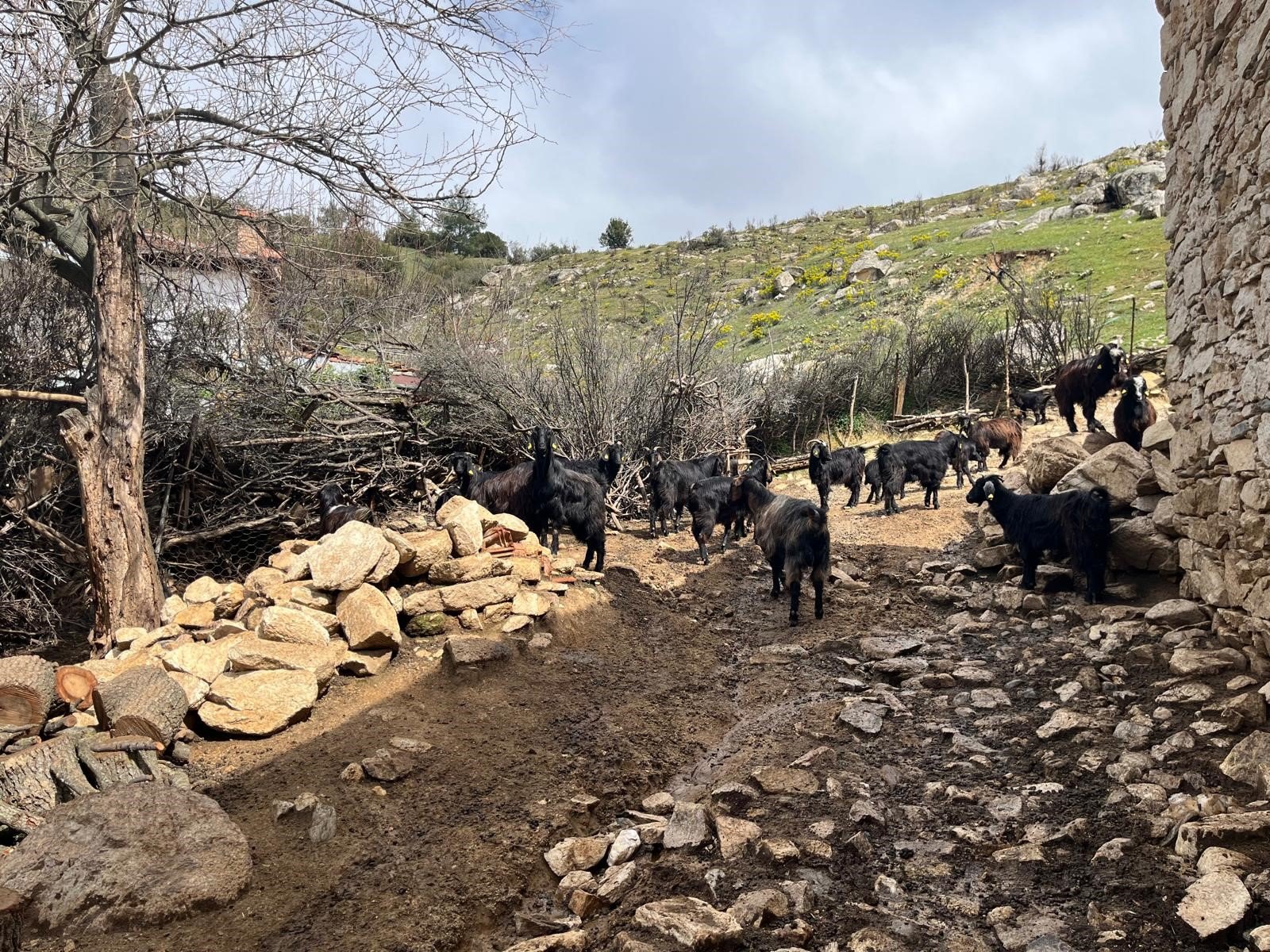 Üretici Dertli (3)