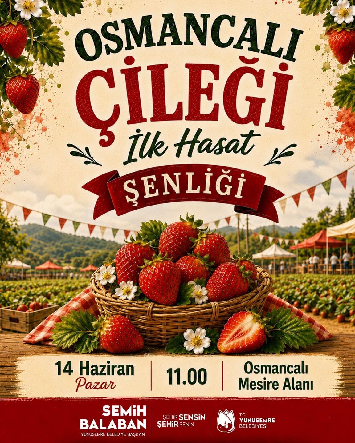 Yunusemre'de Festival Havası! Osmancalı Çileği için İlk Hasat Şenliği Başlıyor!