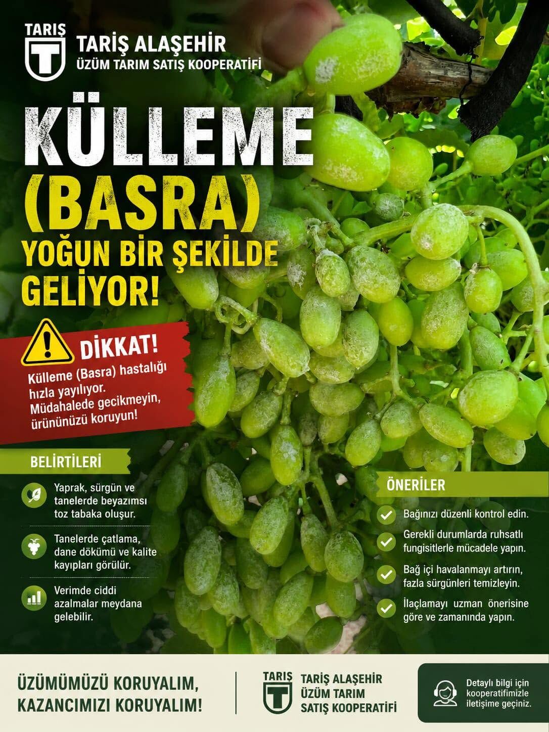 TARİŞ'ten bağcılara uyarı geldi! Verim ve kaliteyi etkiliyor-.1