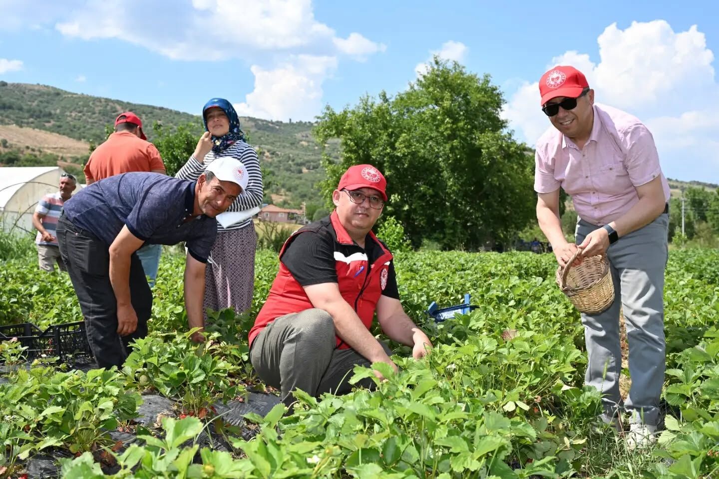 Demirci’de İlk Kez Yetiştirilen Enginar Yüzleri Güldürdü: TAKE Projesi Meyvelerini Veriyor