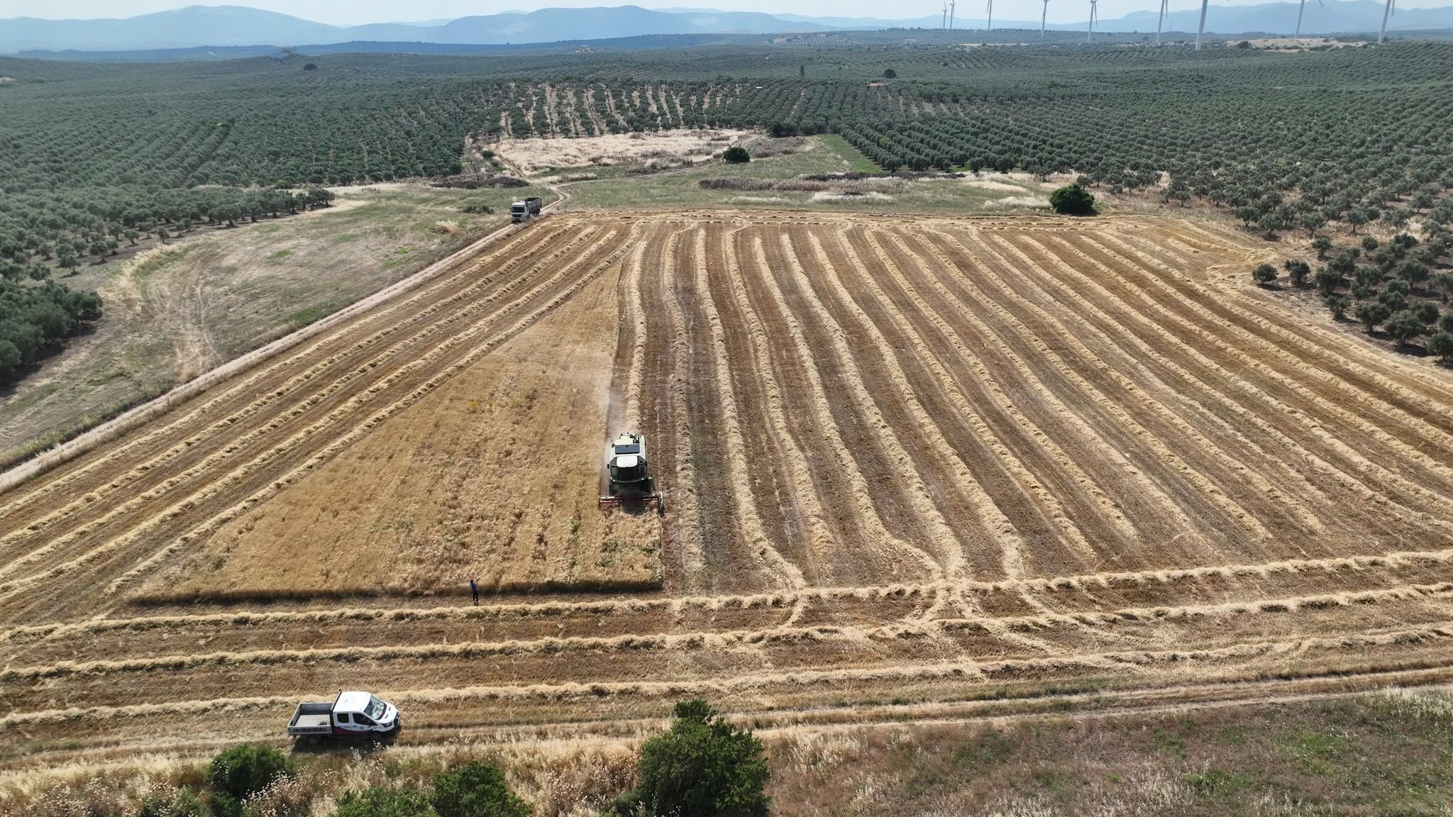 Manisa’da Belediye Üretiyor, Vatandaşa Ulaştırıyor: Buğday Hasadı Yapıldı
