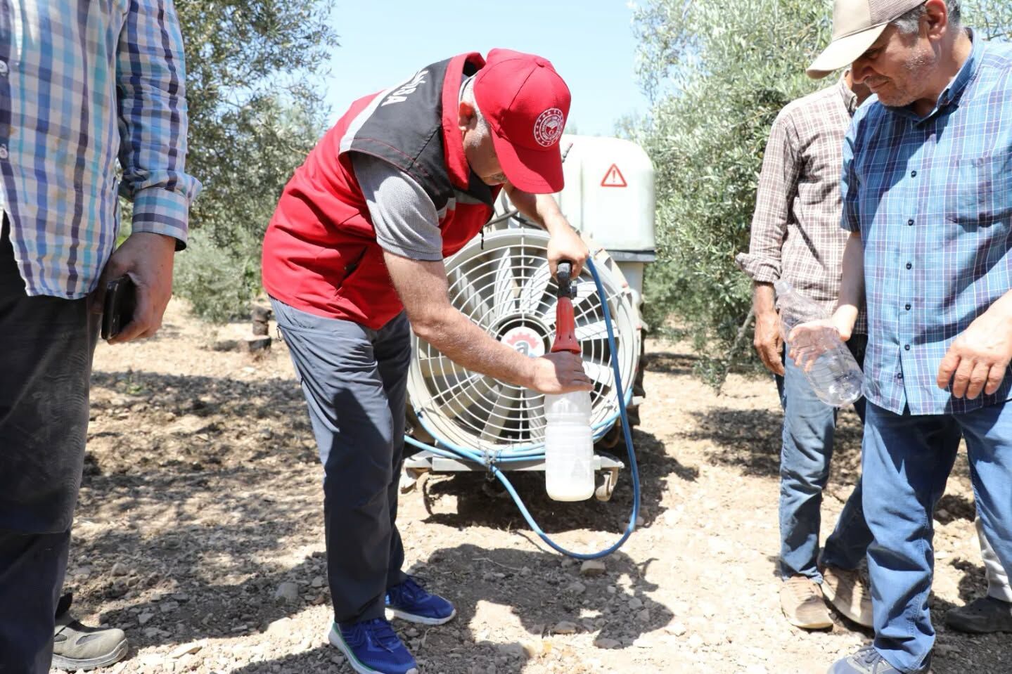 Manisa'da zeytin sineğine karşı biyoteknik hamle!