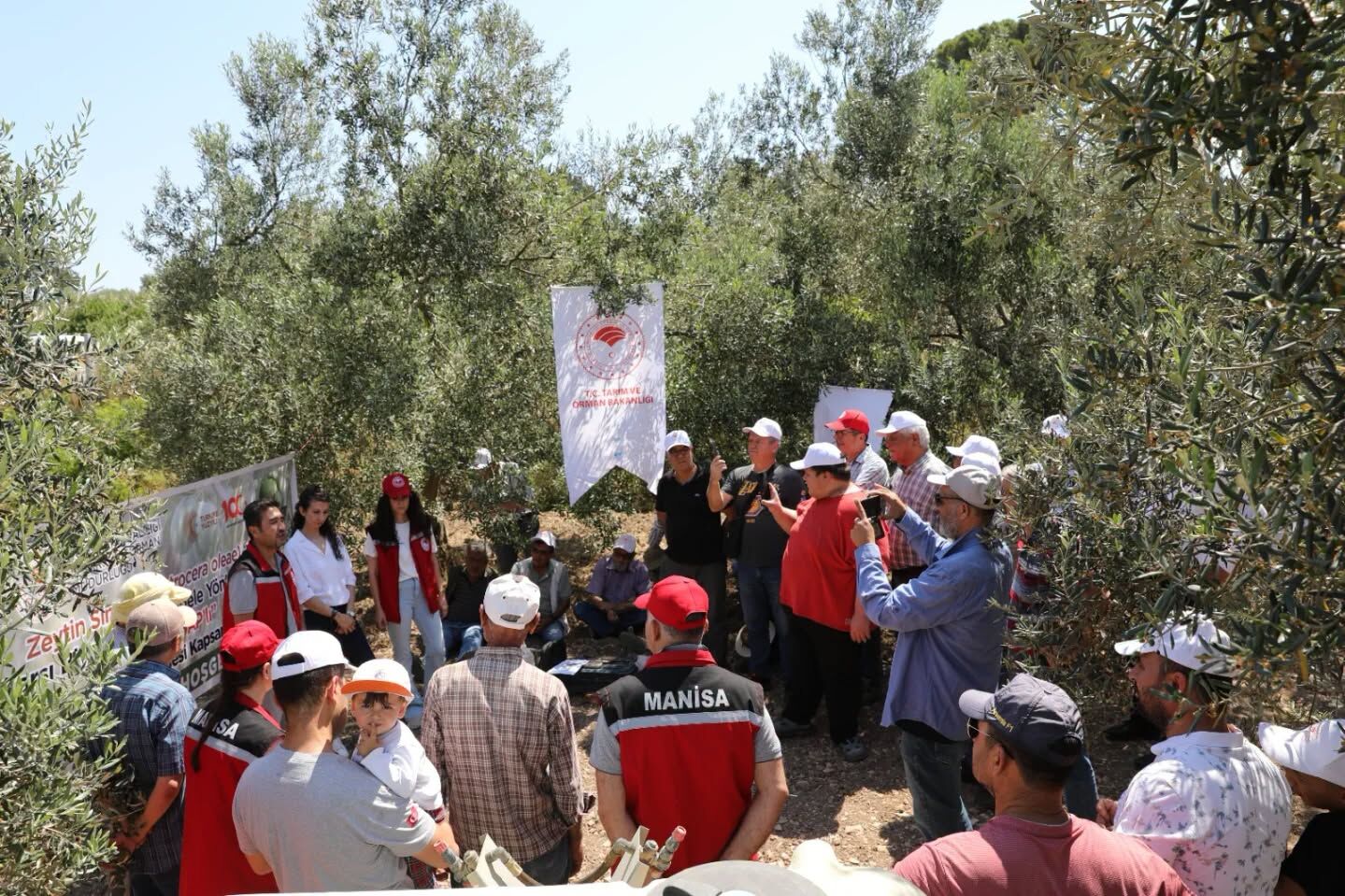 Manisa'da zeytin sineğine karşı biyoteknik hamle!