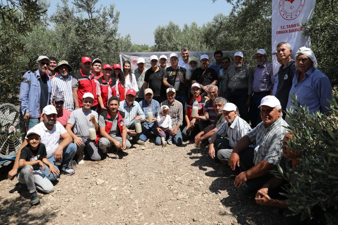 Manisa'da zeytin sineğine karşı biyoteknik hamle!