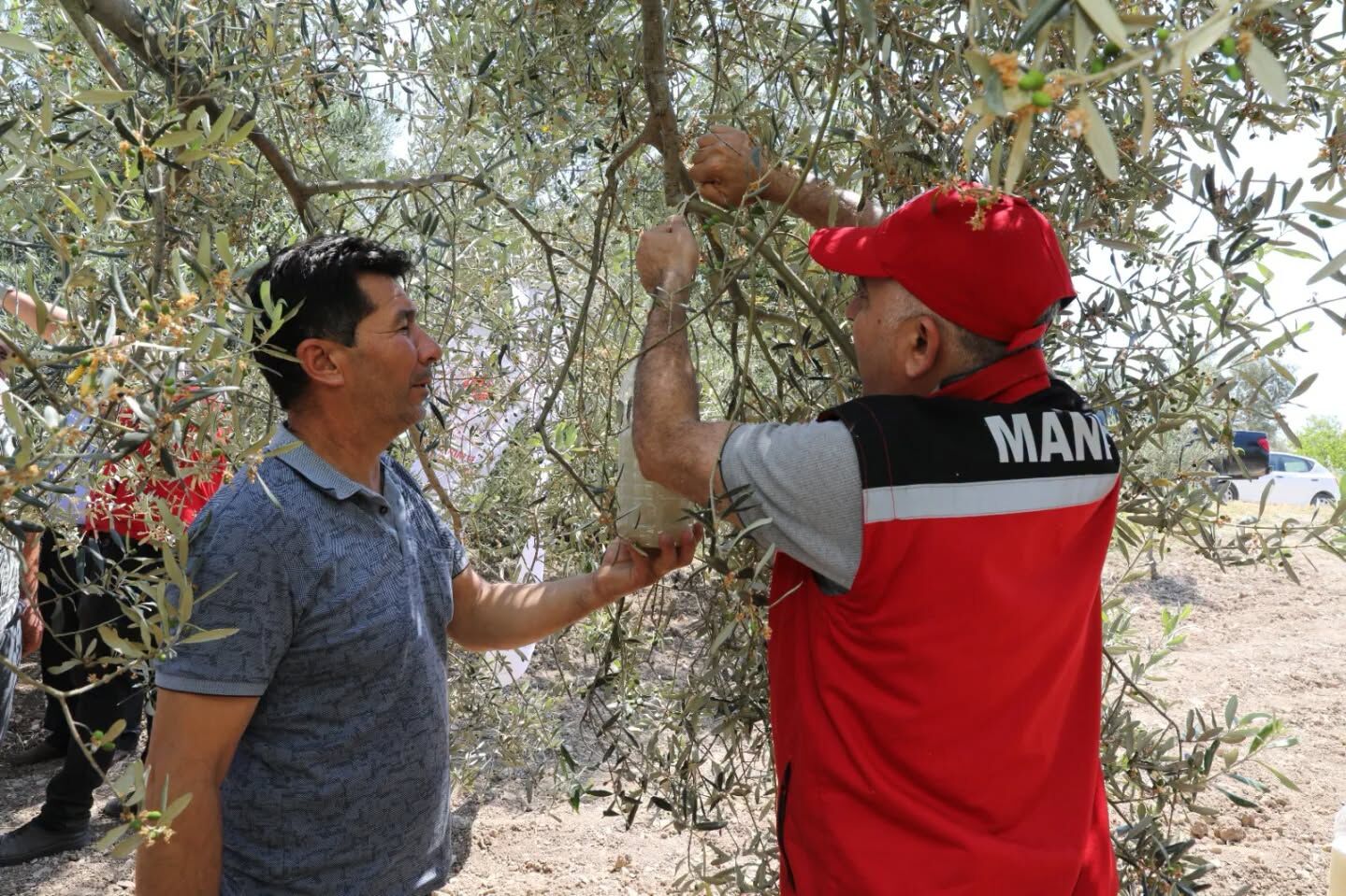 Manisa'da zeytin sineğine karşı biyoteknik hamle!