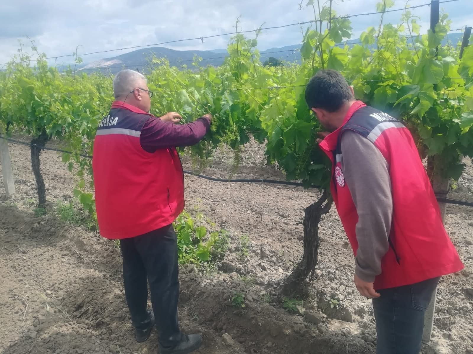Tarım ekipleri Manisa’da sahaya indi-2