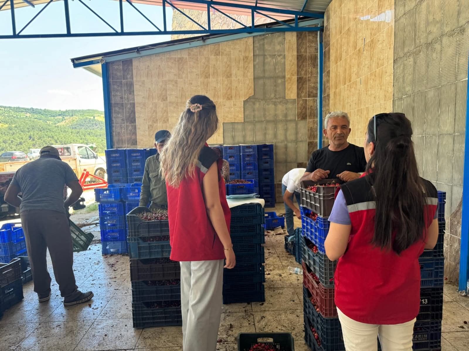 Tarım ekipleri Manisa’da sahaya indi