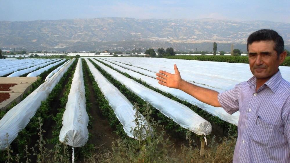 Sarıgöl Ovası’nda Sultaniye Üzümleri İçin Koruma Kalkanı Başlıyor