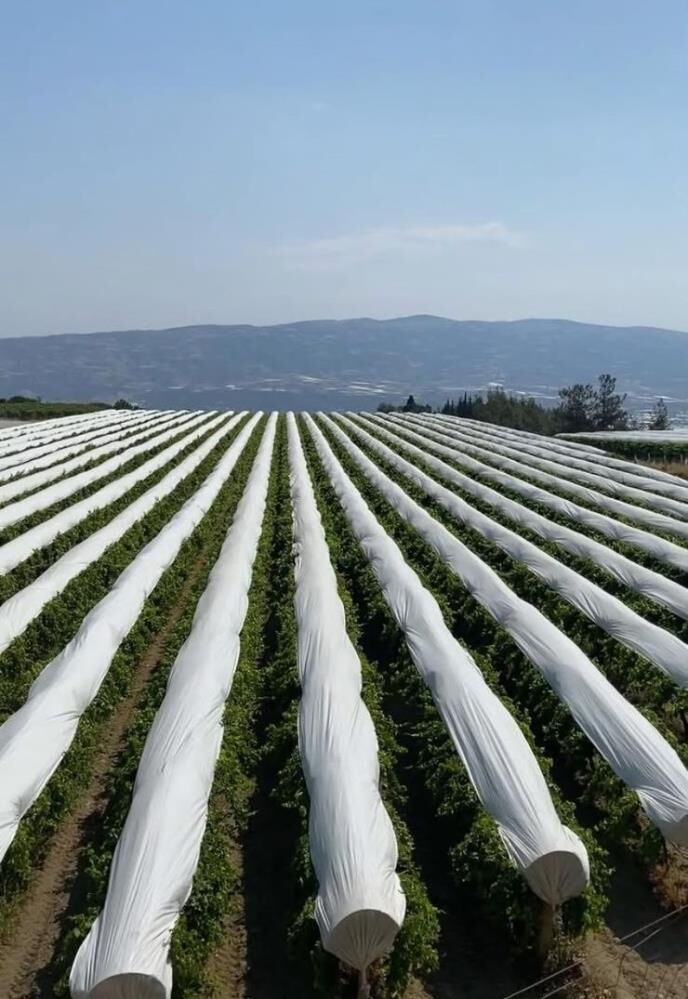 Sarıgöl Ovası’nda Sultaniye Üzümleri İçin Koruma Kalkanı Başlıyor-1