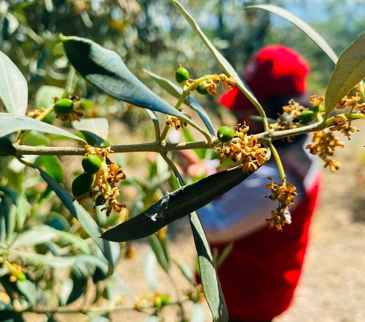 Manisa'da zeytin üreticilerine uyarı!
