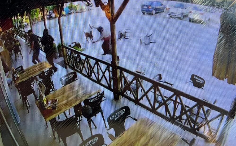 Afyonkarahisar'da köpek dehşeti: Saldırdığı kadının kolunu kopardı!