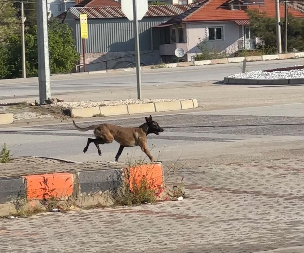 Afyonkarahisar'da köpek dehşeti: Saldırdığı kadının kolunu kopardı!