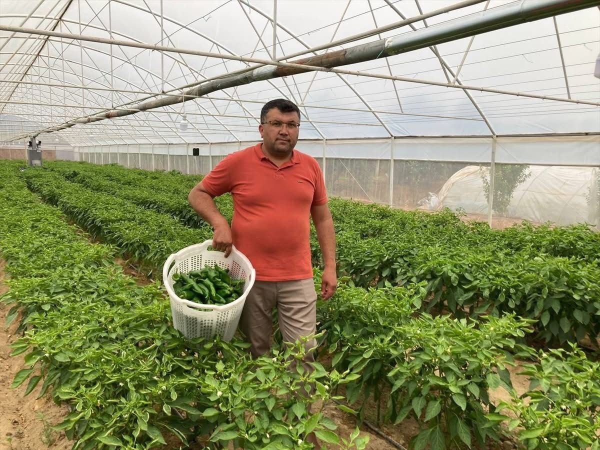 Sarıgöl'ün Tescilli Biberi Tezgahlarda Kalmıyor