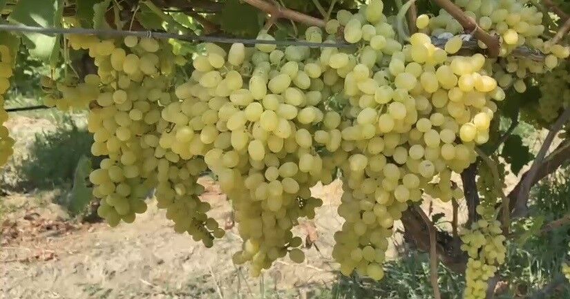 Alaşehir'de son günler: Belgesi olmayan artık ilaç alamayacak-.3.2