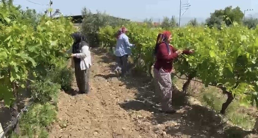 Alaşehir'de son günler: Belgesi olmayan artık ilaç alamayacak-.1