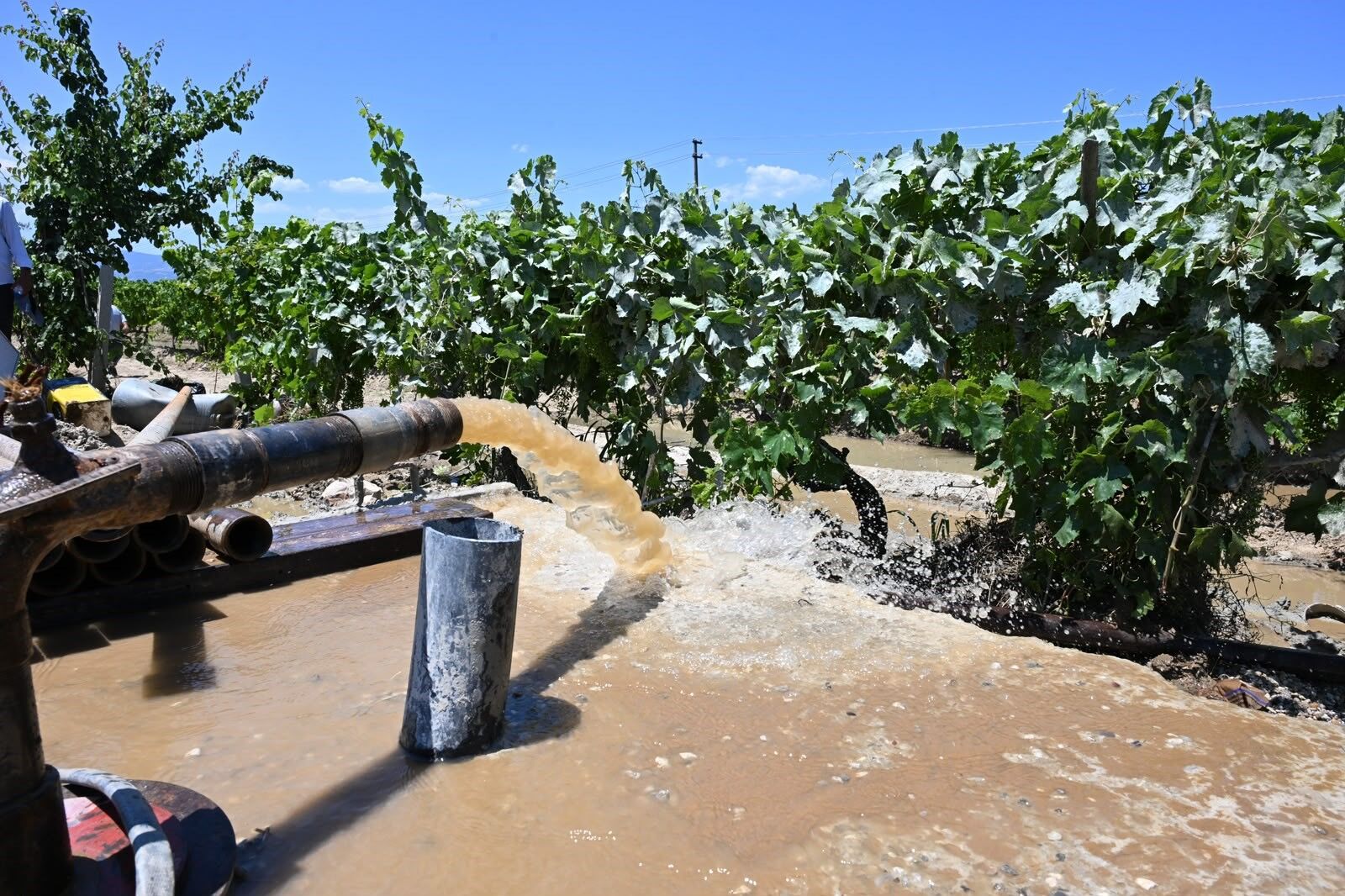 Bağların Geleceğini Kurtaran Sondaj (4)