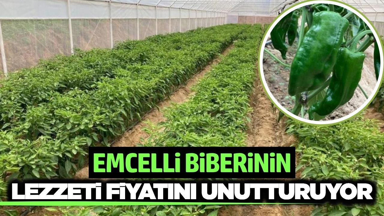 Sarıgöl'ün tescilli biberi yok satıyor