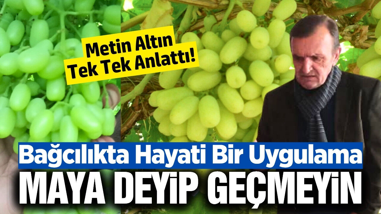 Metin Altın bağlarda 'Maya' kullanımının önemine dikkat çekti!