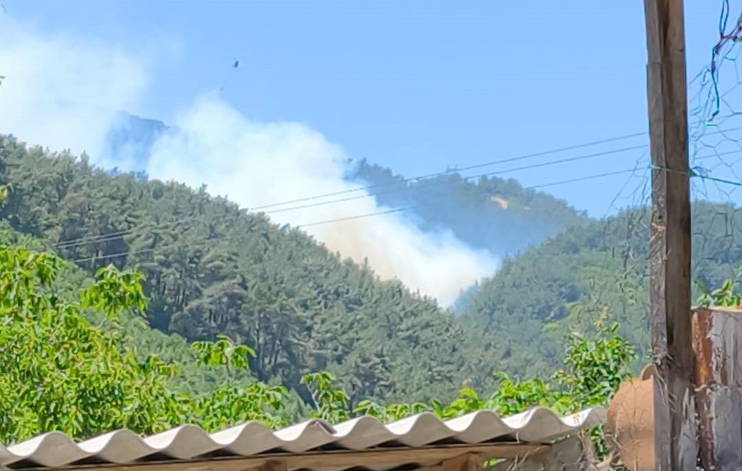 Orman Yangını (1)