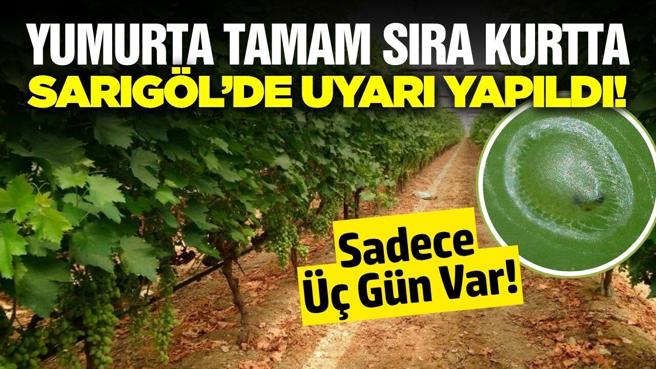 Sarıgöl'de bağcılara 'Kurt' uyarısı!