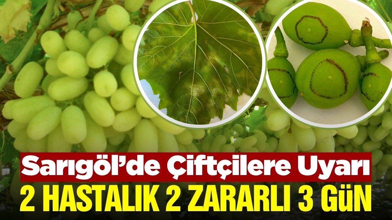 Sarıgöl'de üreticilere 3 gün içinde mücadele uyarısı