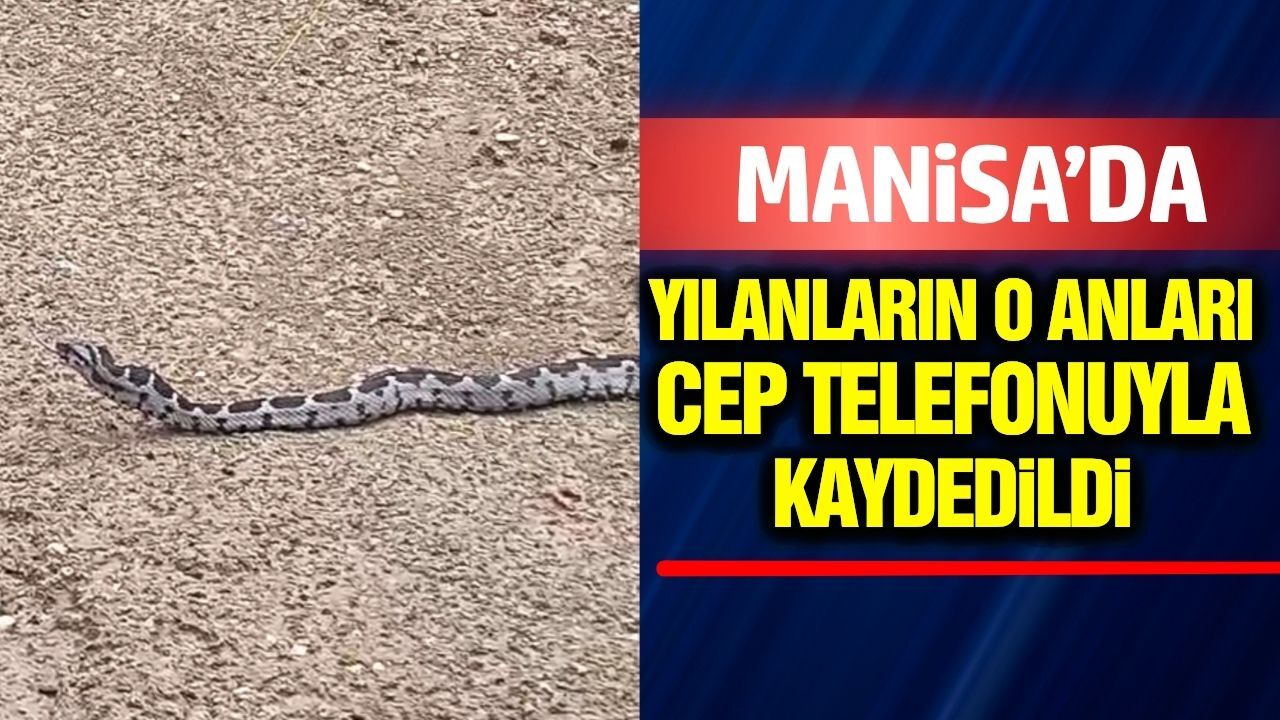 Manisa'da çiftçiyi şaşkına çeviren yılan görüntüsü