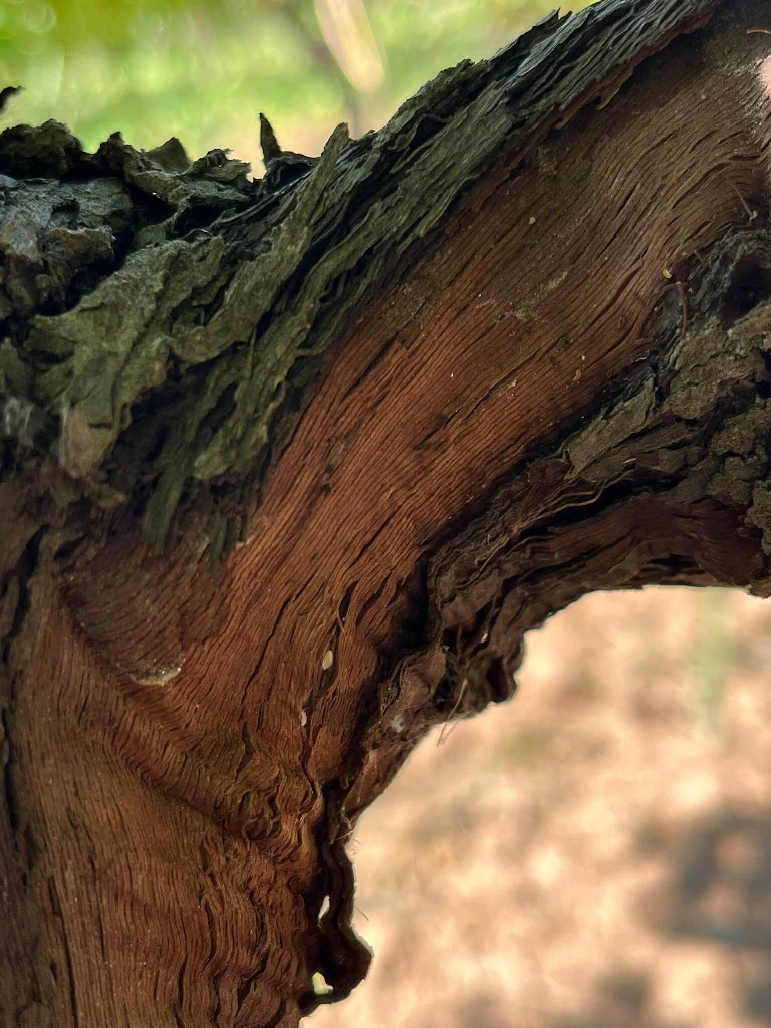 TARİŞ'ten üreticilere külleme ve zararlı uyarısı-.1