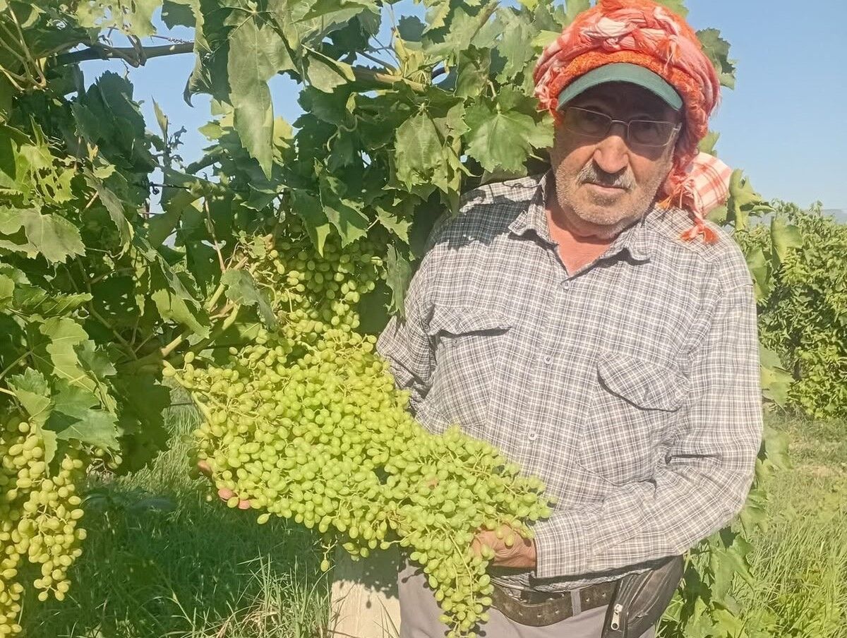Sarıgöl'de hasat yaklaşırken salkımların boyutu ise görenleri şoka uğratıyor-.12