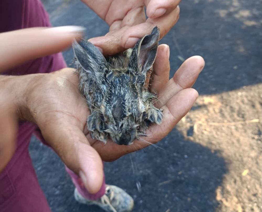 Sarıgöl’deki Yangında 3 Yavru Tavşan Son Anda Kurtarıldı
