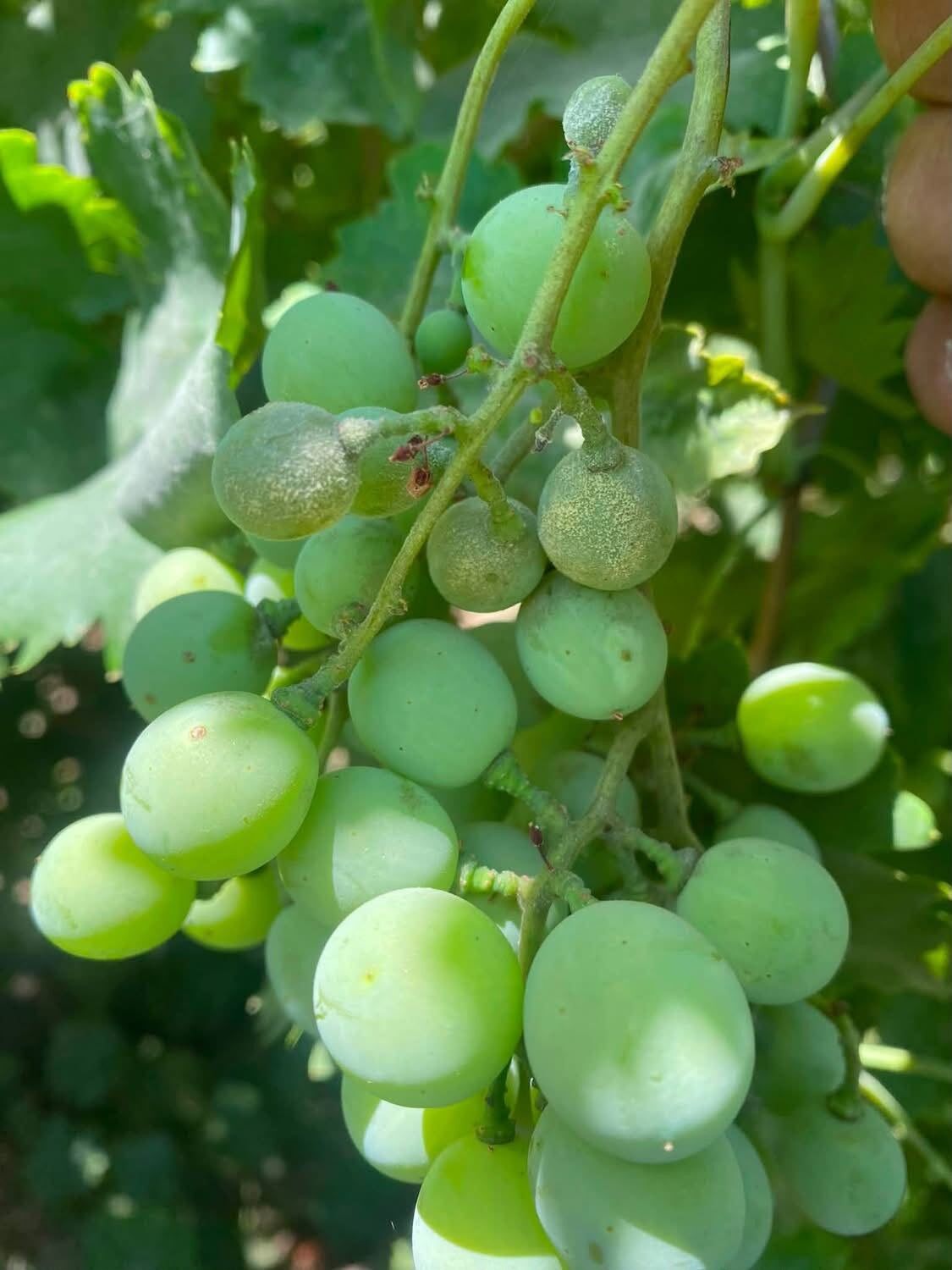 Sarıgöl Ovası'nda Salkım Güvesi Belası Geri Döndü!-.5.1