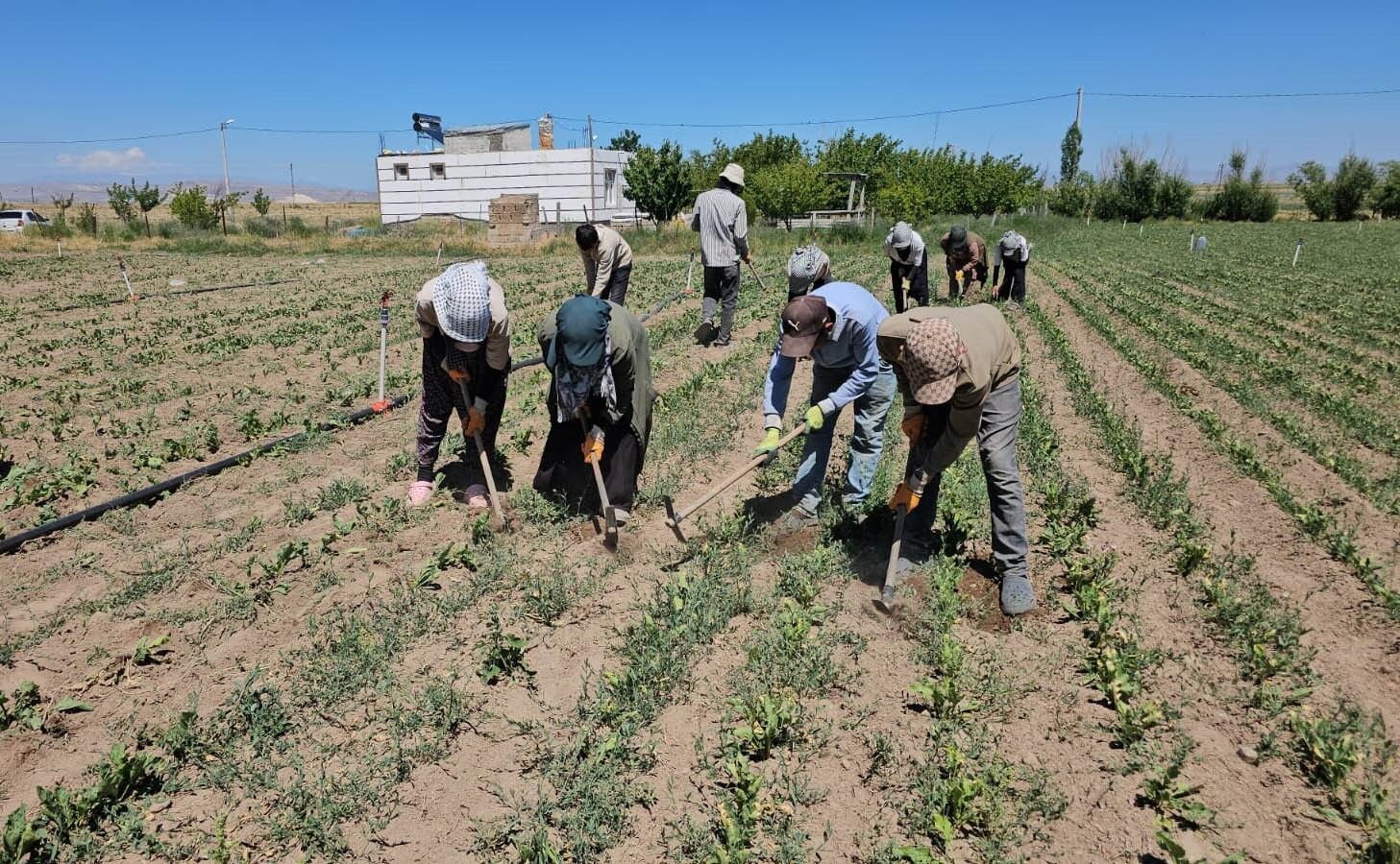 Manisa'da aşırı sıcak alarmı: Uzmanlardan hayati uyarılar-2