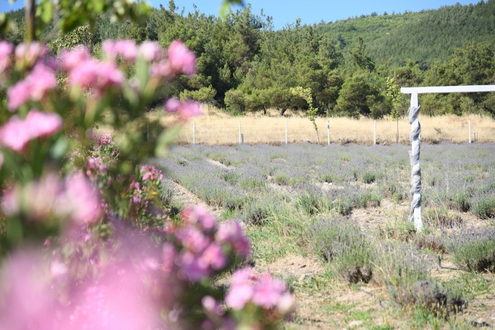 Manisa'da lavanta hasadı başlıyor-.3.4