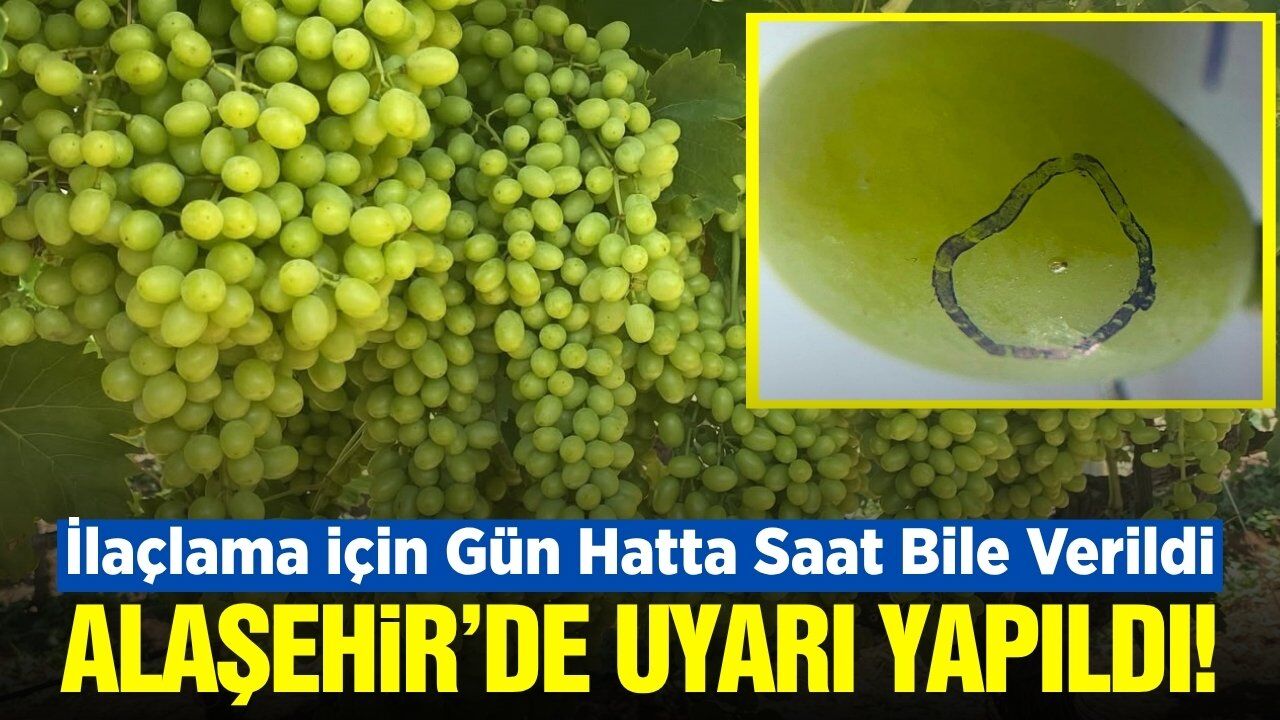 Alaşehir'de Salkım Güvesi Uyarısı! Bağcıya Rahat Nefes Yok