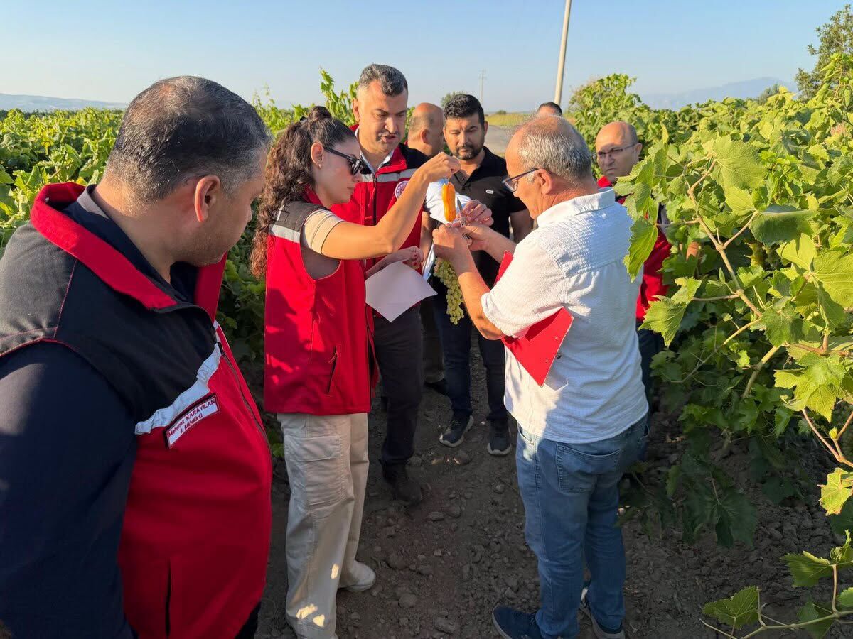 Bağlarinda Rekolte Mesai̇si̇ (2)