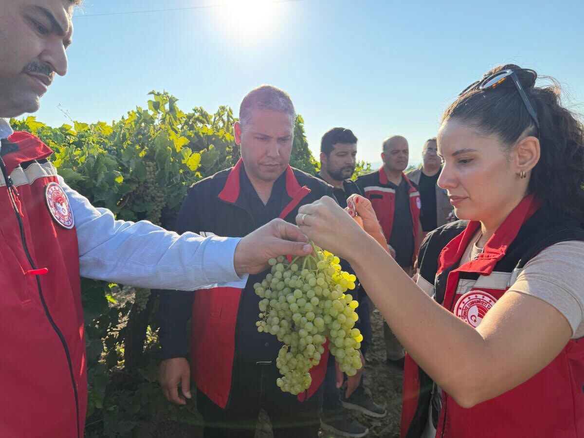 Bağlarinda Rekolte Mesai̇si̇ (4)