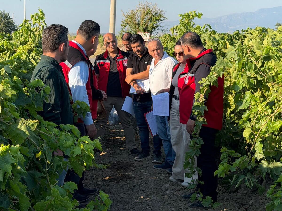 Bağlarinda Rekolte Mesai̇si̇ (7)