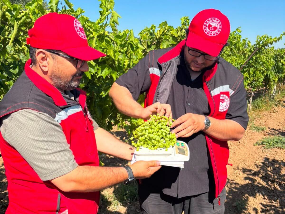 Manisa’da Bağlarda Rekolte Tespit Çalışmaları Başladı (3)