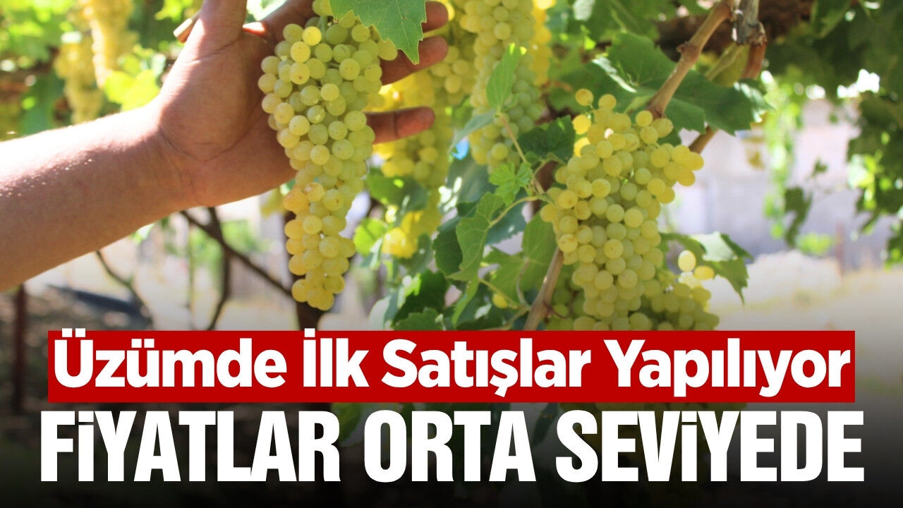 Manisa'da Üzüm Sezonu Hareketlendi: İlk Alım Fiyatları Belli Oldu