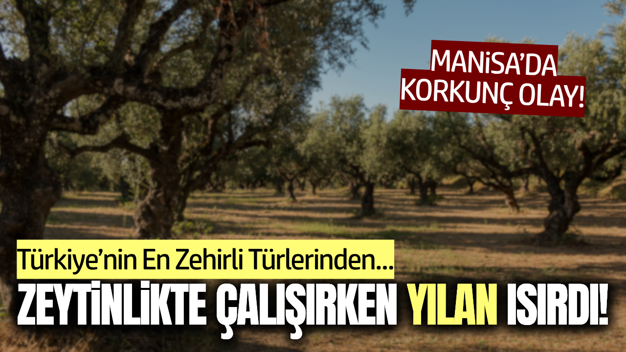 Manisa’da zeytinlikte çalışan kadını yılan ısırdı!