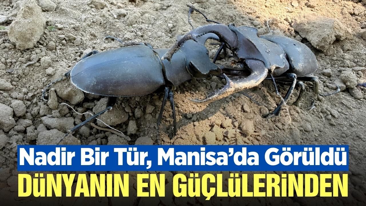 Nadir görülen böcek türü, Manisa'da görüntülendi