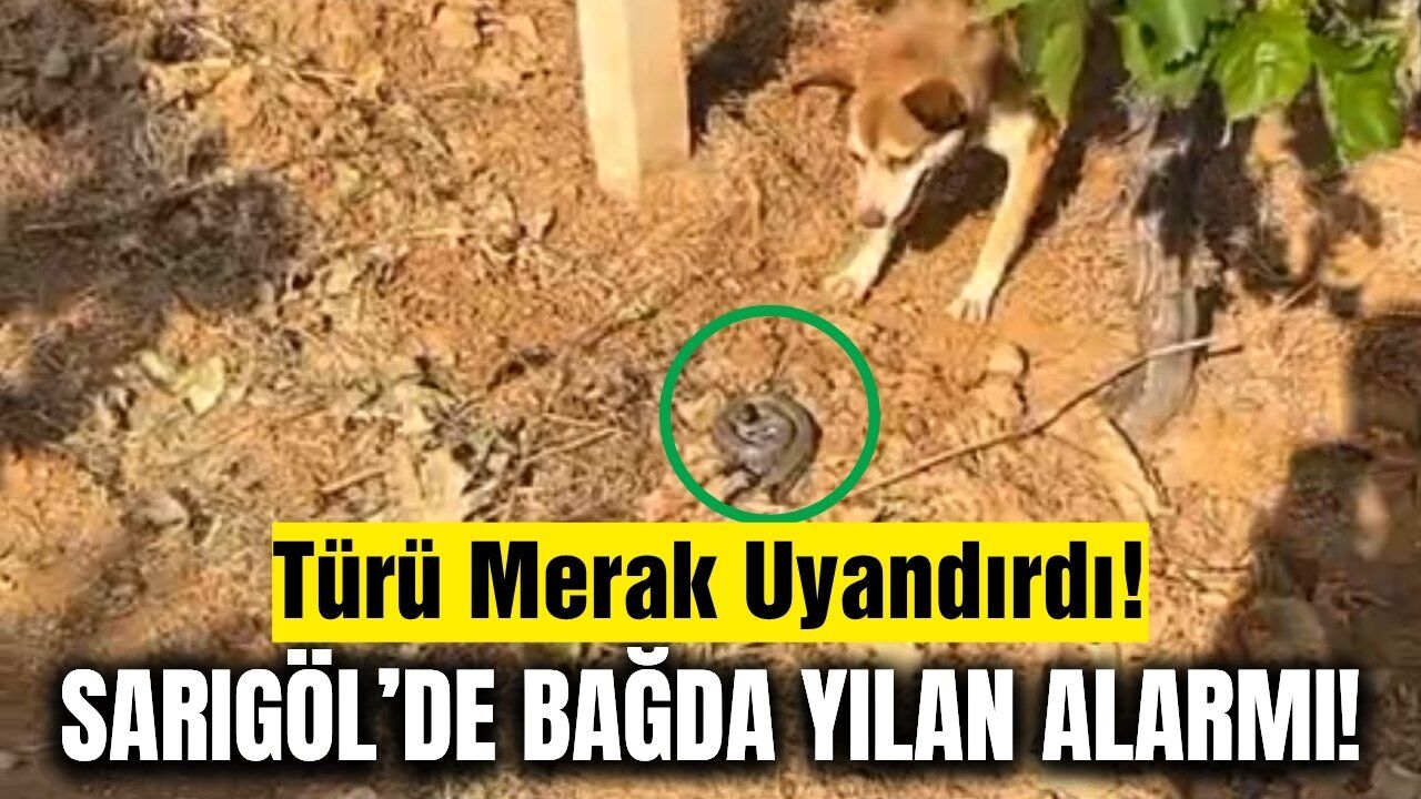Sarıgöl'de bağ örterken ortaya çıkan yılanın türü merak konusu oldu