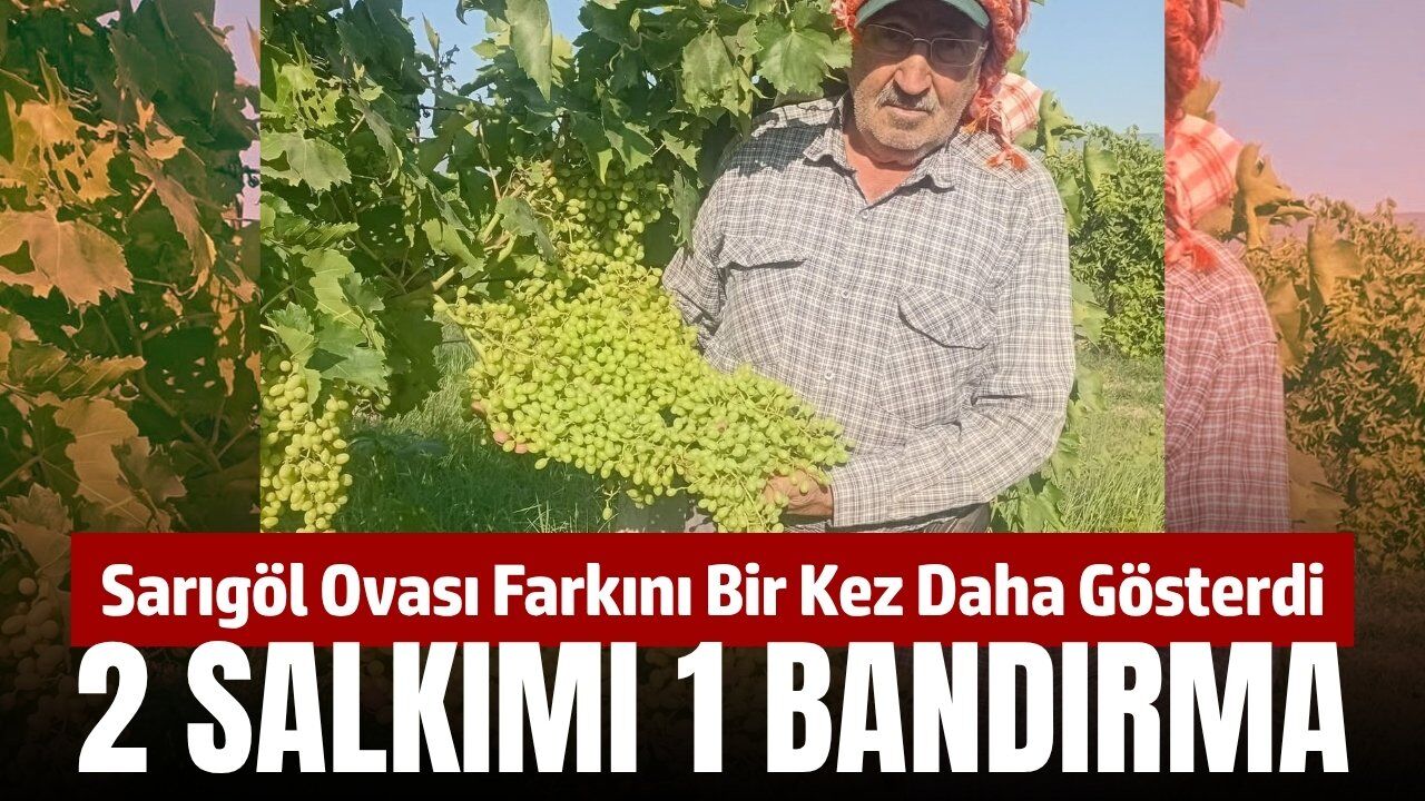 Sarıgöl'de hasat yaklaşırken salkımların boyutu ise görenleri şoka uğratıyor