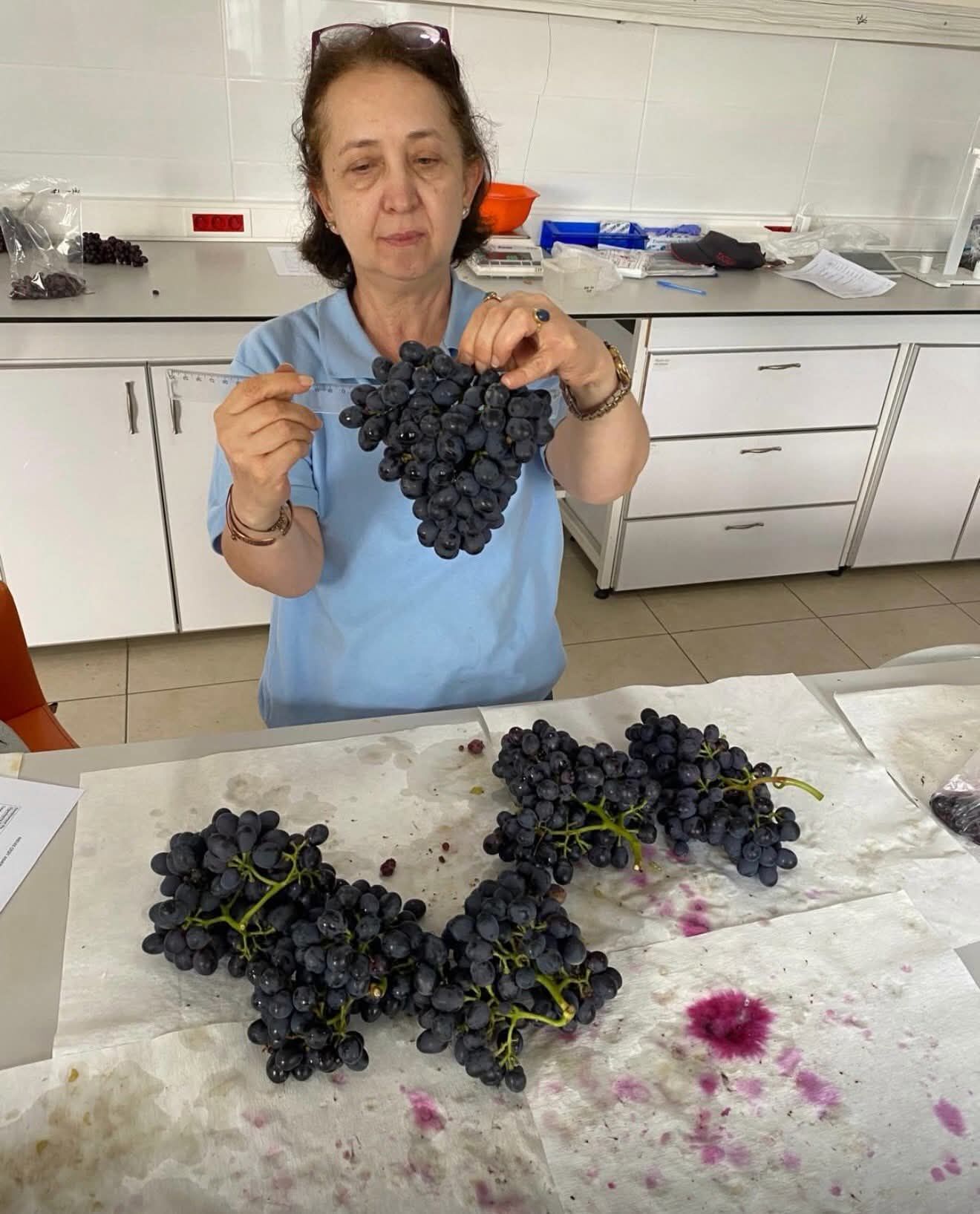 Manisa'da yeni üzüm çeşitleri için ilk hasatlar yapıldı-.2.3