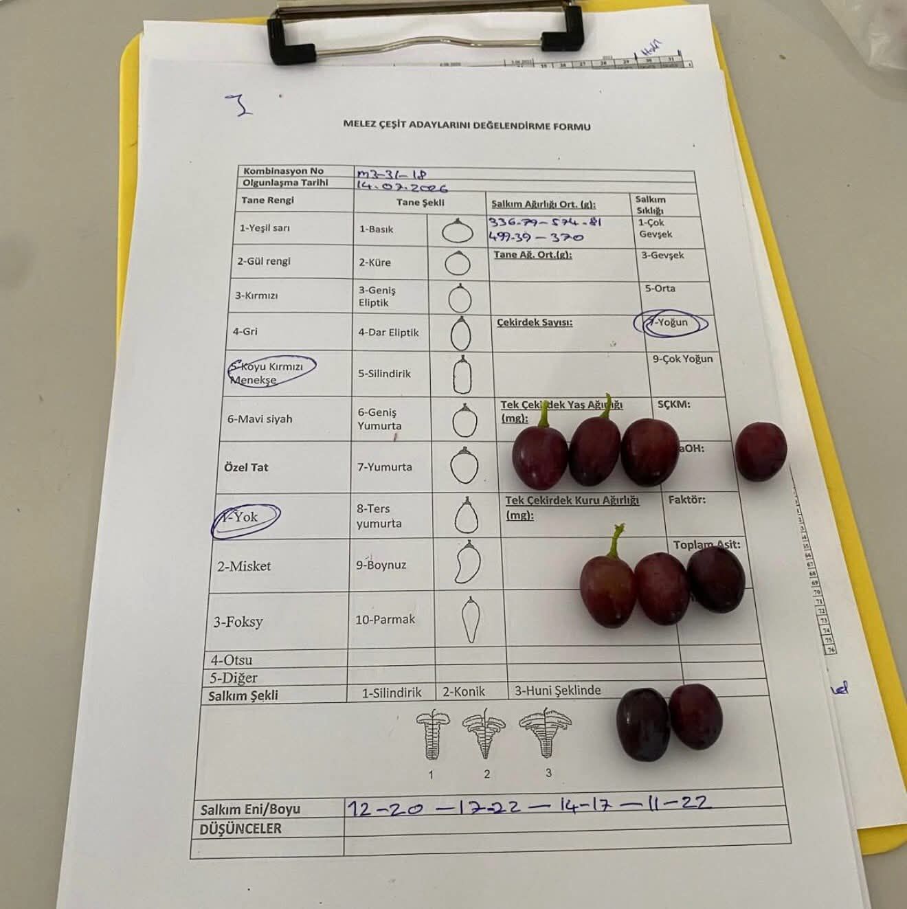 Manisa'da yeni üzüm çeşitleri için ilk hasatlar yapıldı-.1