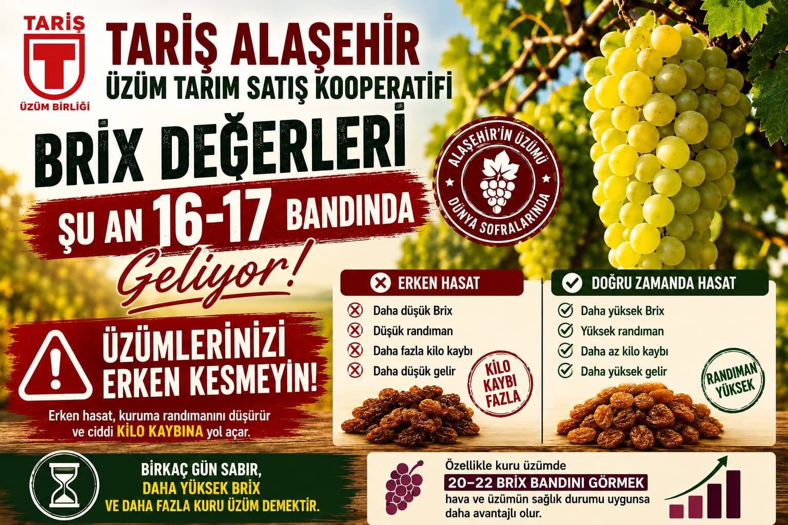 Tariş’ten üzüm üreticilerine hasat uyarısı: 10-15 günlük gecikme bekleniyor-1