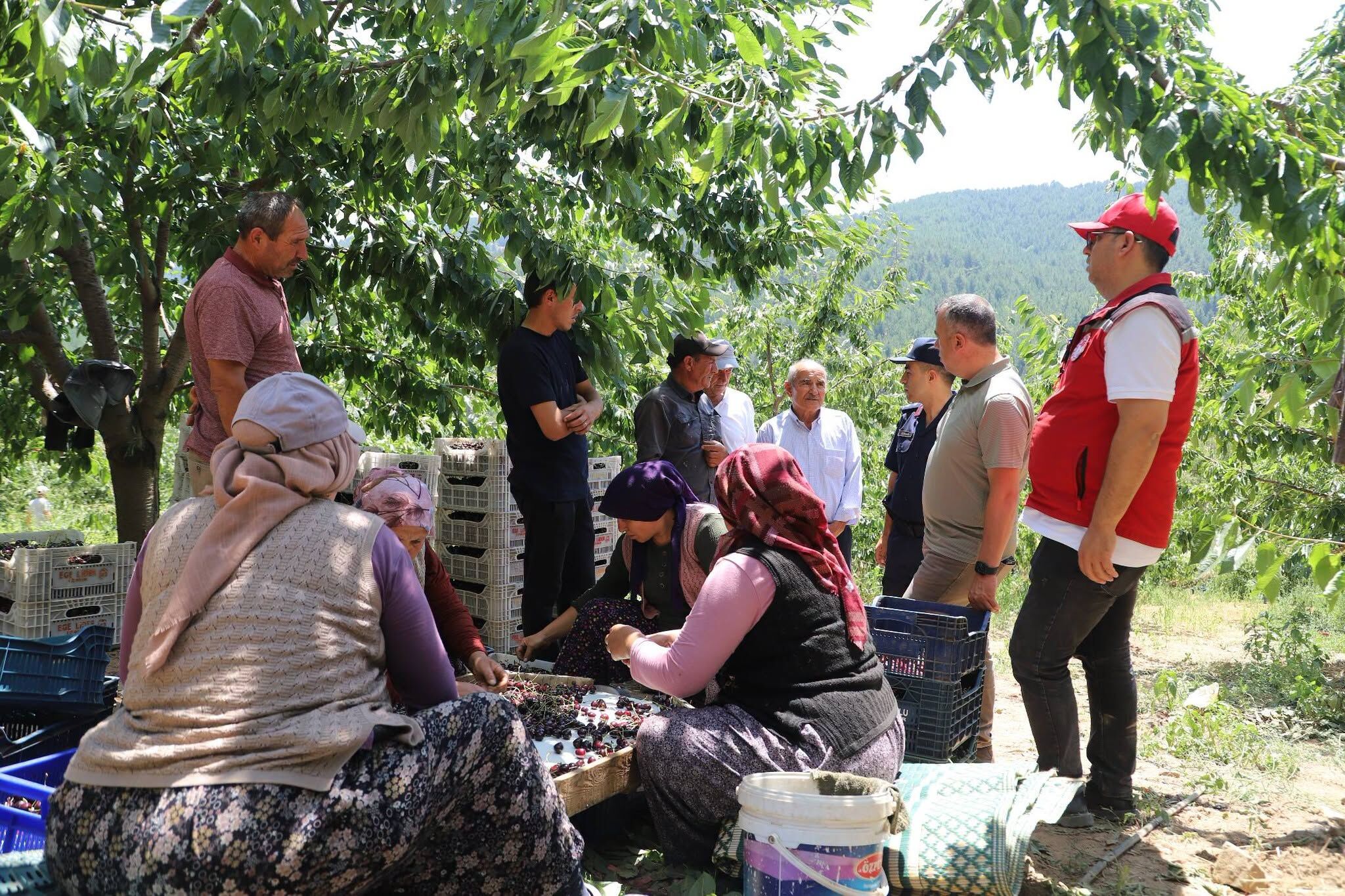 İlçenin kırmızı altınında hasat heyecanı!