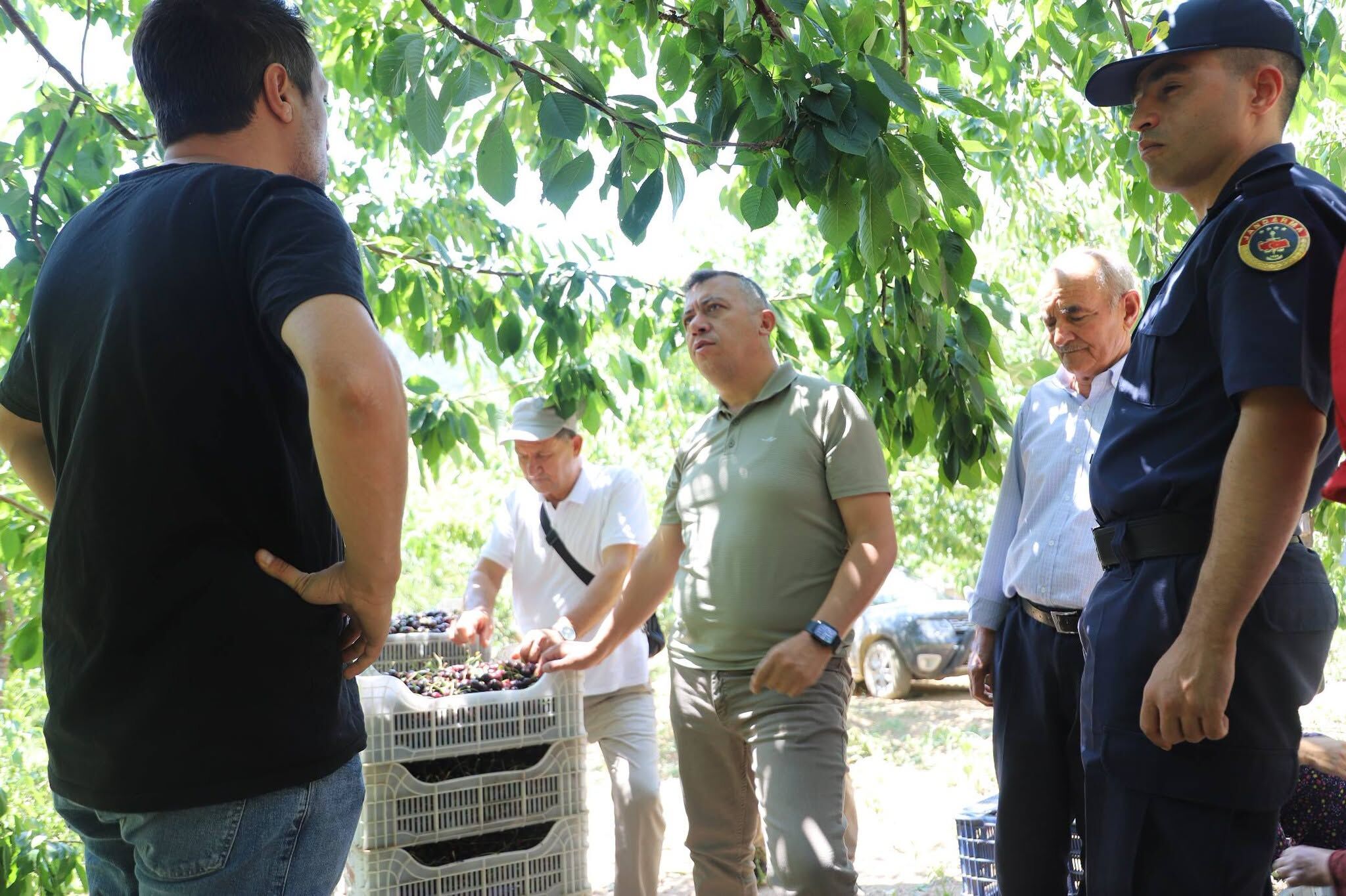 İlçenin kırmızı altınında hasat heyecanı!